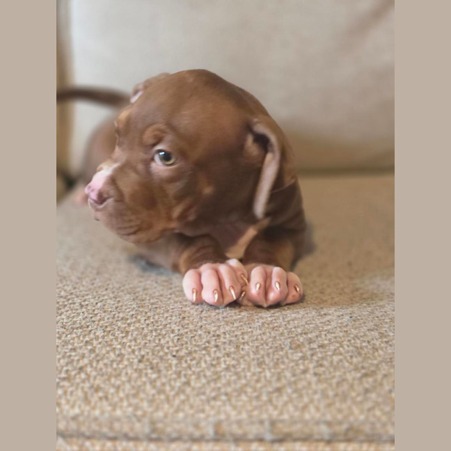 Photo of Coco