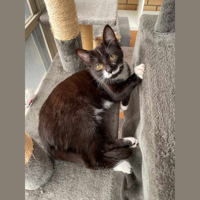 Photo of Geraldine   4 Month Old Domestic Short Hair