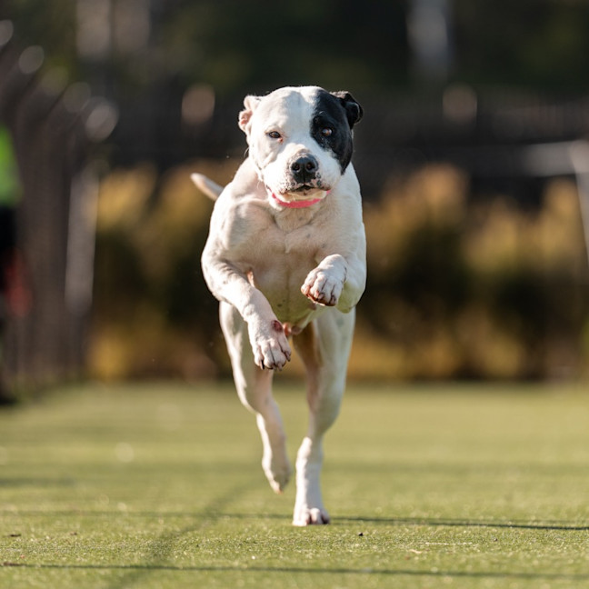 Photo of Bunny Imp 1551