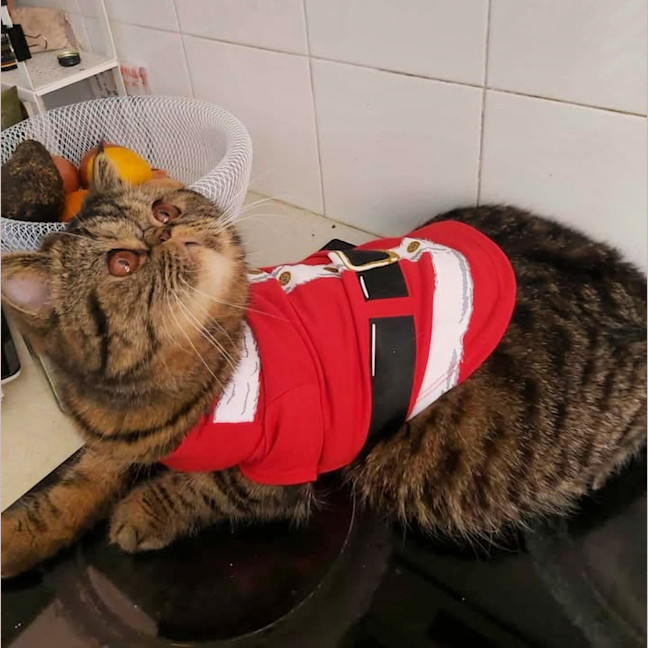 Photo of 🐾Cash🐾