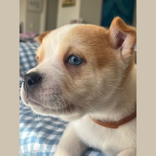 Photo of Cookie