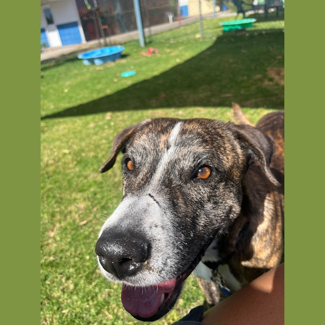 Photo of Lenny (Yeti)