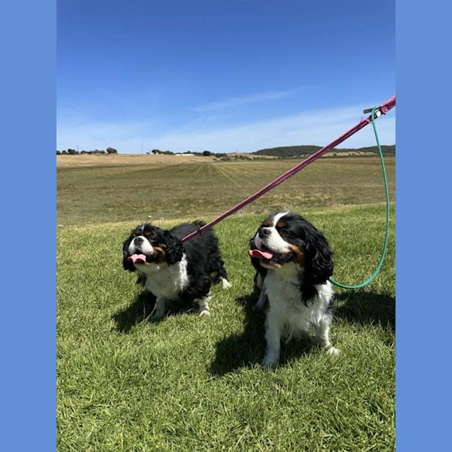 Photo of Dimmy & Cleo