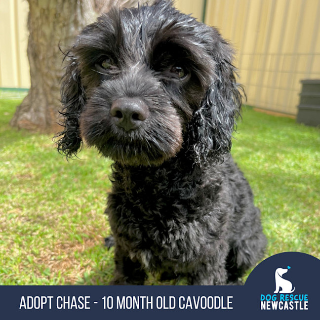 Photo of Chase   10 Month Old Cavoodle