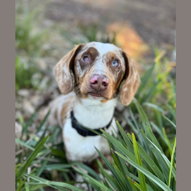 Photo of Snickerdoodle