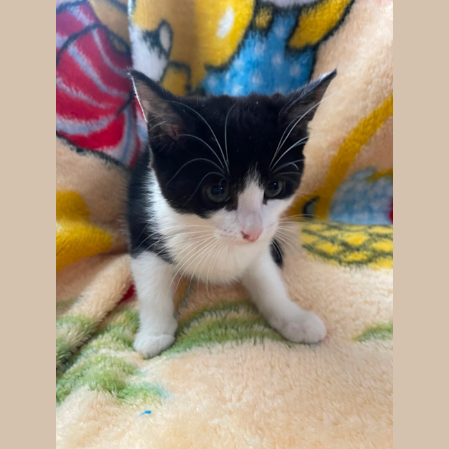 Photo of Huckleberry