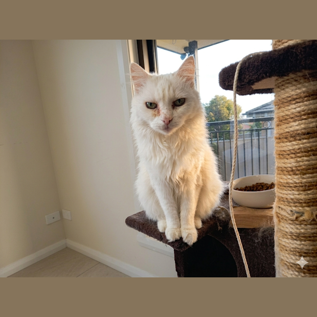 Photo of Bella