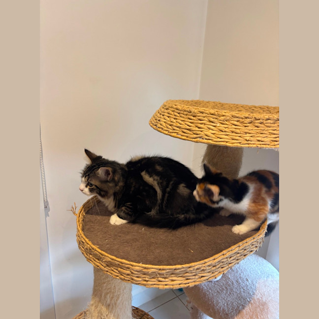 Photo of Gizmo Meet Me@Petstock Hastings Store