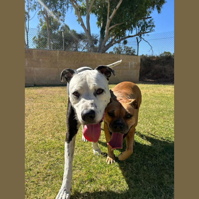 Photo of Diesel & Billa