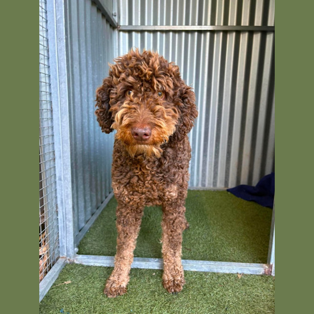 Photo of Truffles