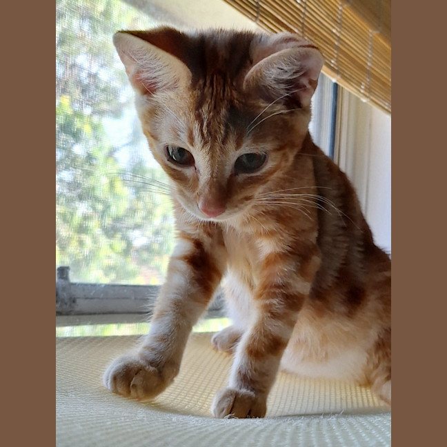 Photo of Mickey