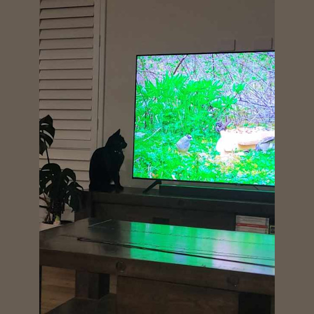 Photo of Milo