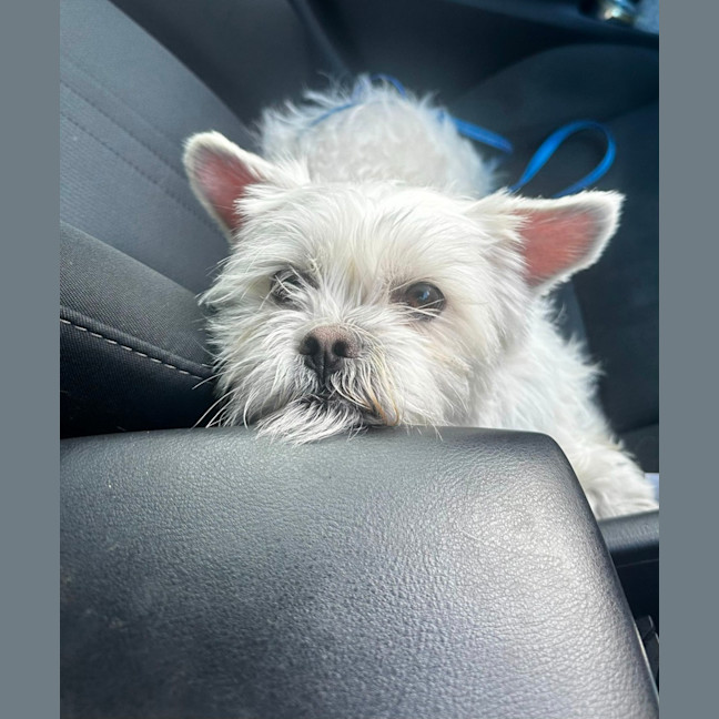 Photo of Gremlin