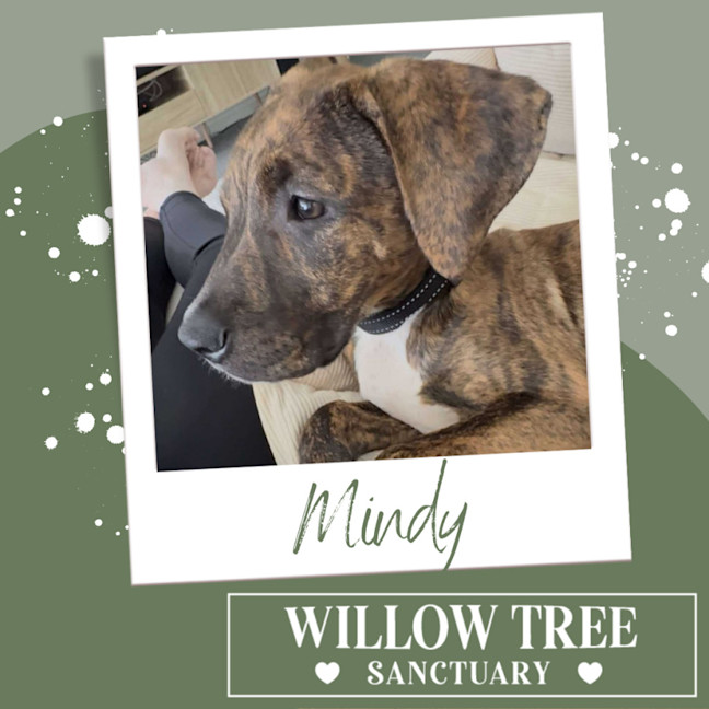 Photo of Mindy
