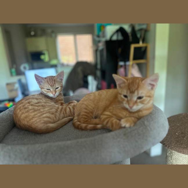 Photo of Maple And Honey