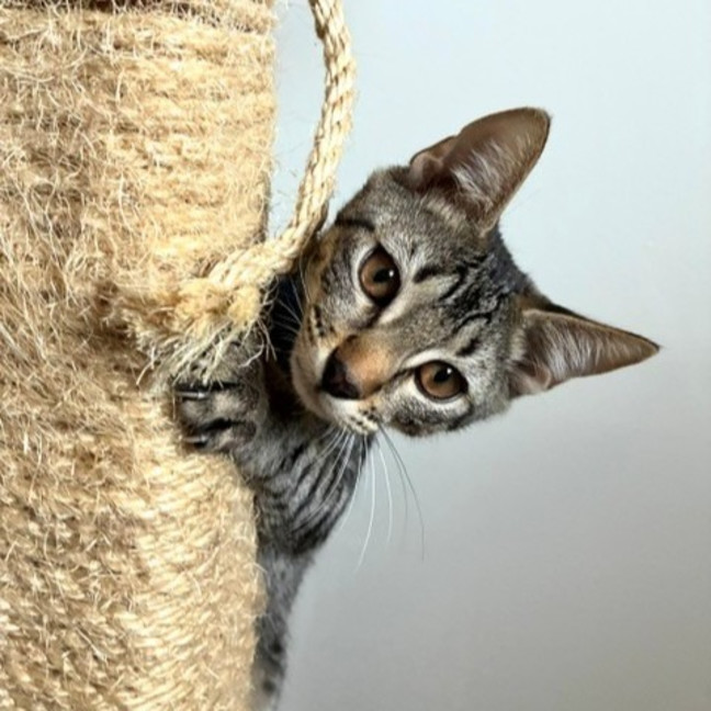 Photo of Kovu