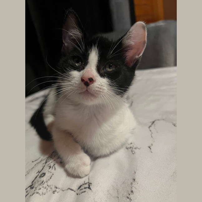 Photo of Mochi