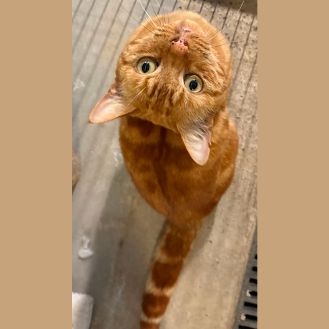 Photo of Cheeto