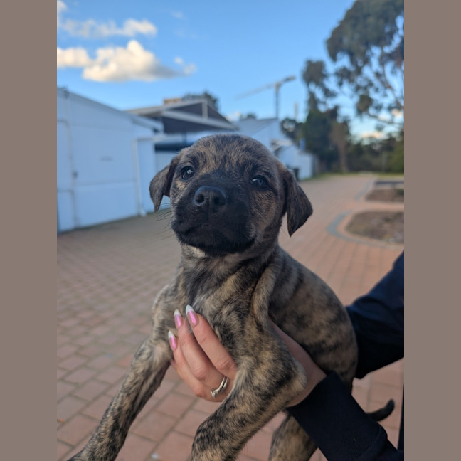 Photo of Molly