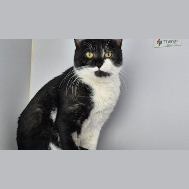Photo of Simon