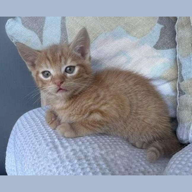 Photo of Charlie (Was Nutmeg)