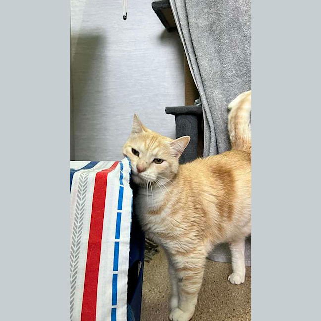Photo of Simba