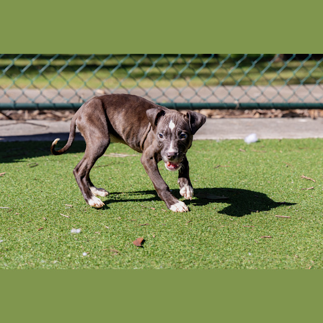 Photo of Atlas