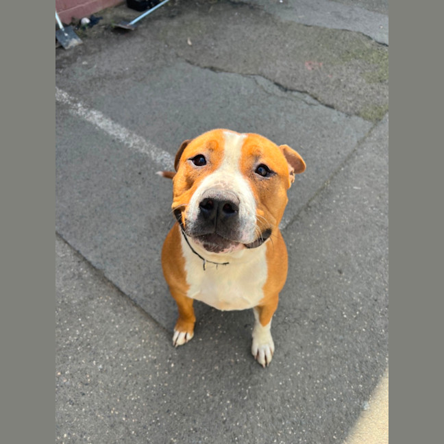 Photo of Brutus