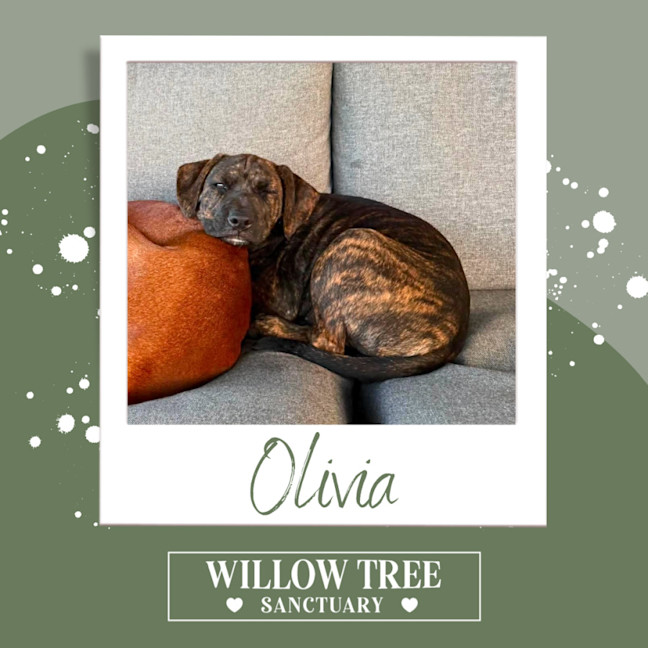 Photo of Olivia