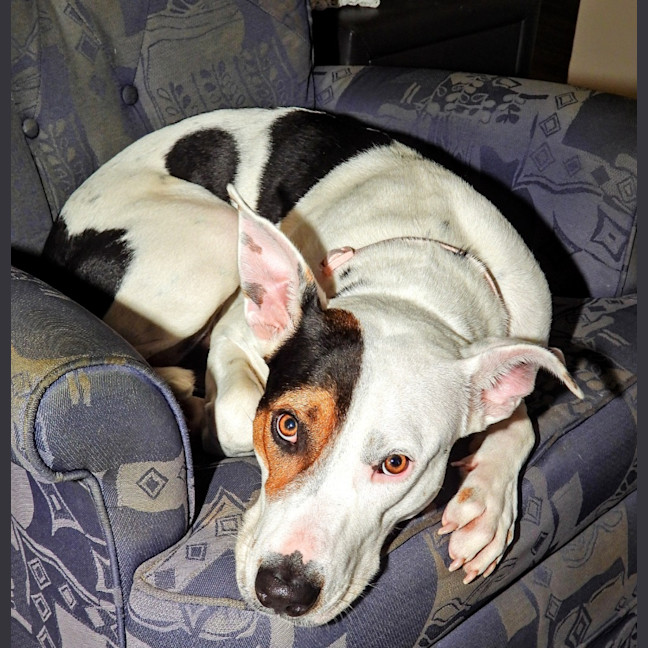 Photo of Lola (Was Honey)