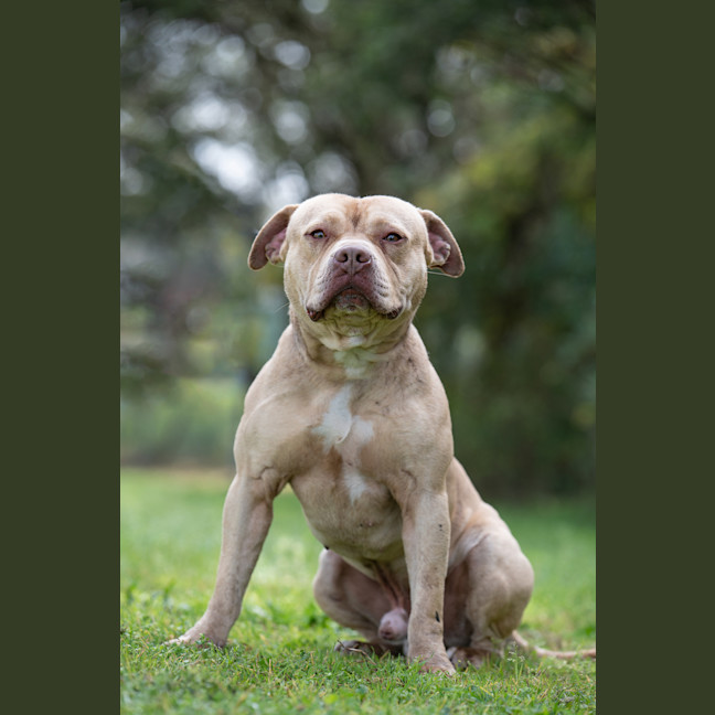 Photo of Gunner