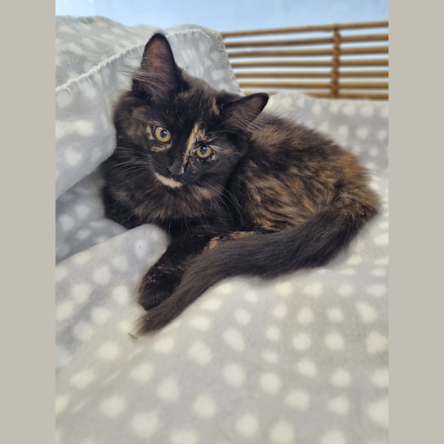 Photo of Princess Peach