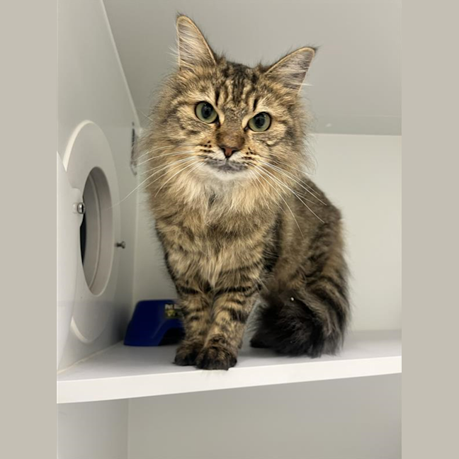 Photo of Cadbury
