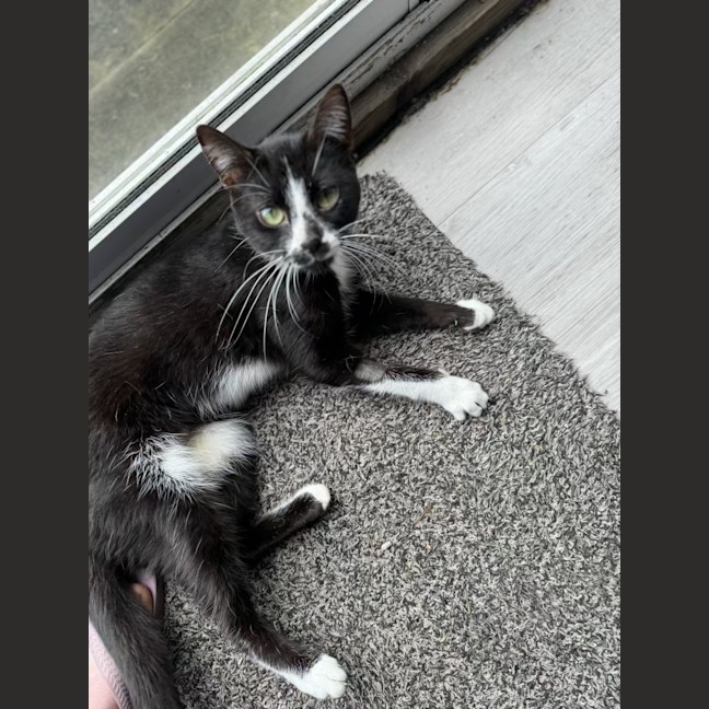 Photo of Smudge   1.5 Year Old Domestic Short Hair