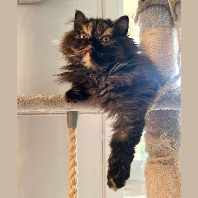 Photo of Pepper