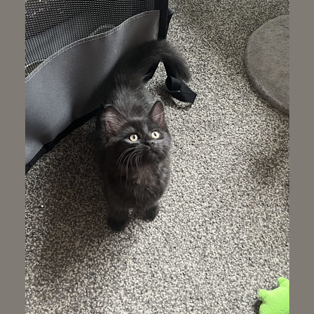 Photo of Odie N Dawn