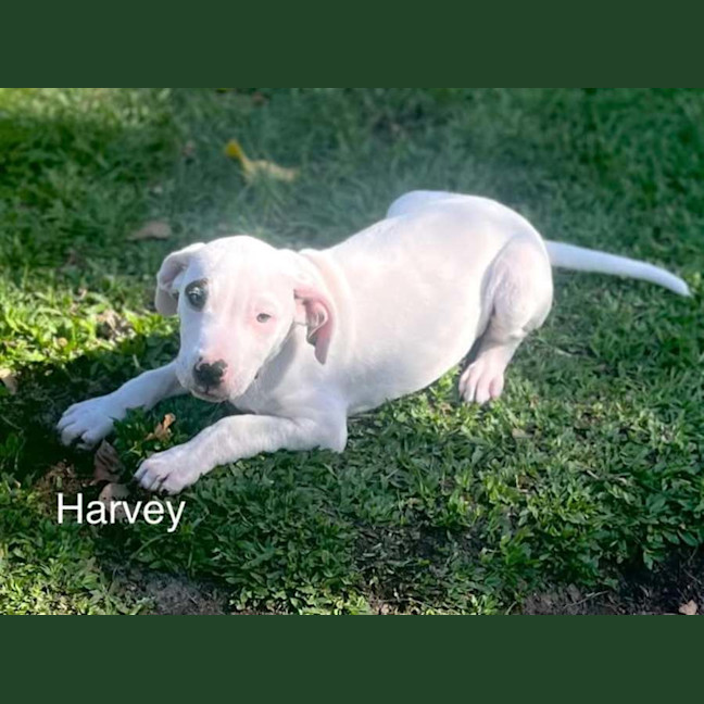 Photo of Harvey