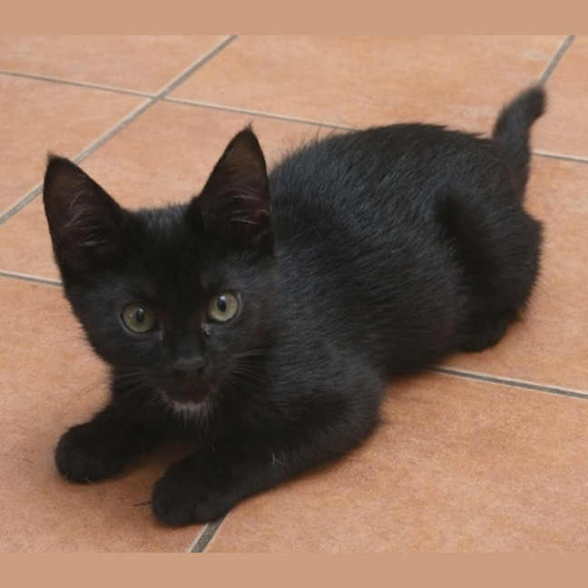 Photo of 🖤 Poppy 🖤