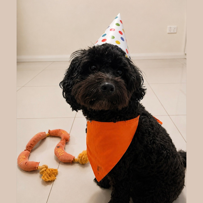 Photo of Schmidt (Assisted Rehome)