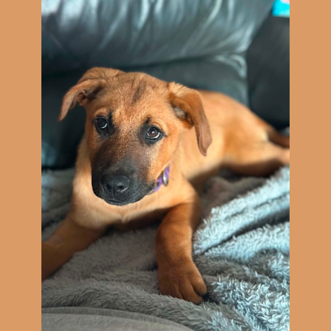 Photo of Lola