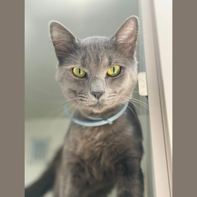 Photo of Memphis (9183)