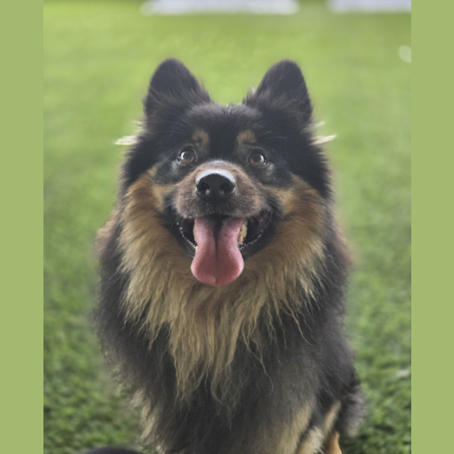 Photo of Milo
