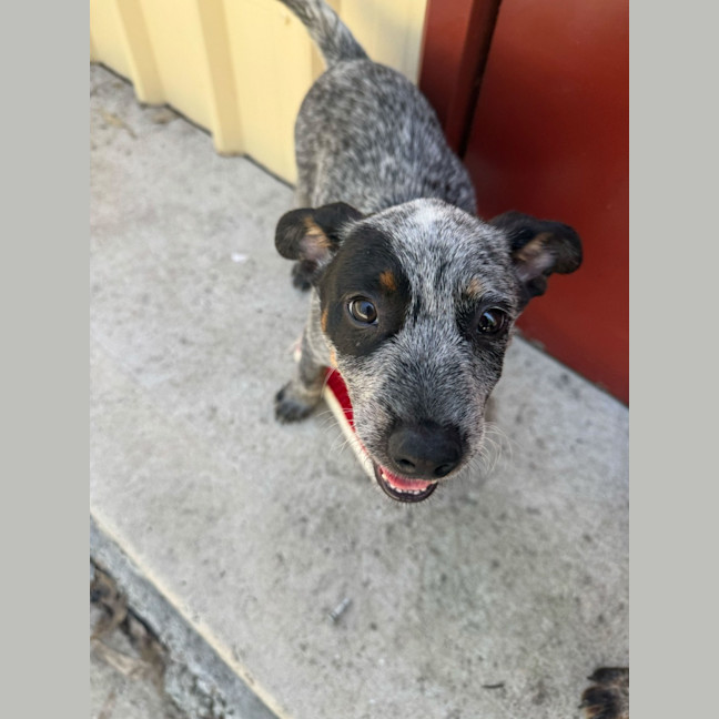 Photo of Bronco