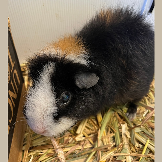 Photo of Sabel Seafox