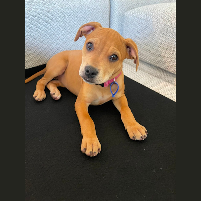 Photo of Kandi   10 Week Old Staffy X Beagle (Trial)