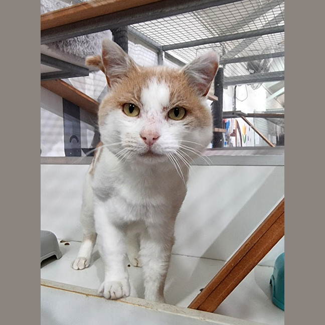 Photo of Harvey