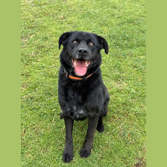 Photo of Orso (67572)