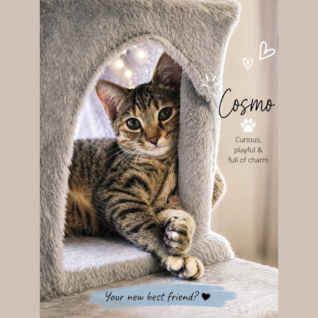 Photo of Cosmo