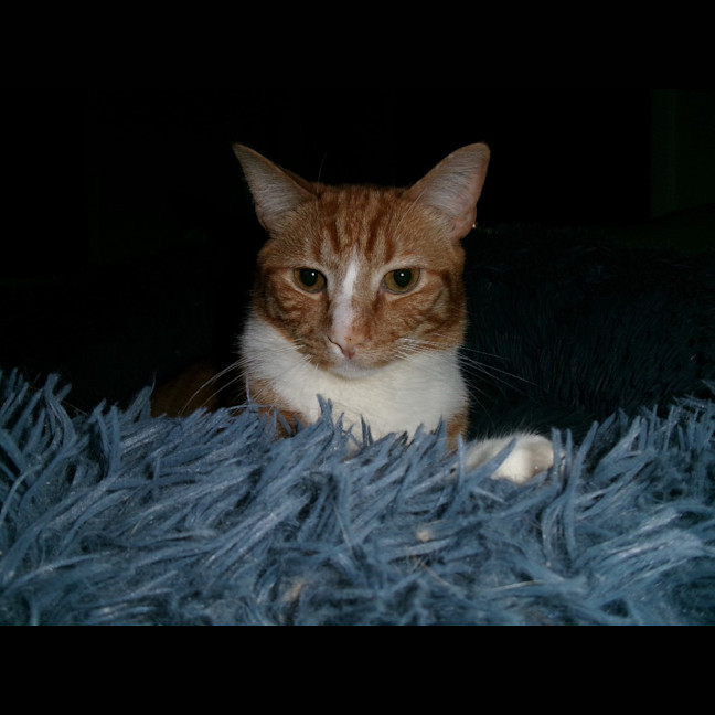 Photo of Sunny