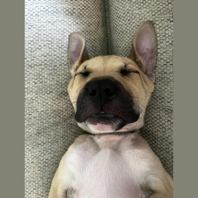 Photo of Dune Dennis